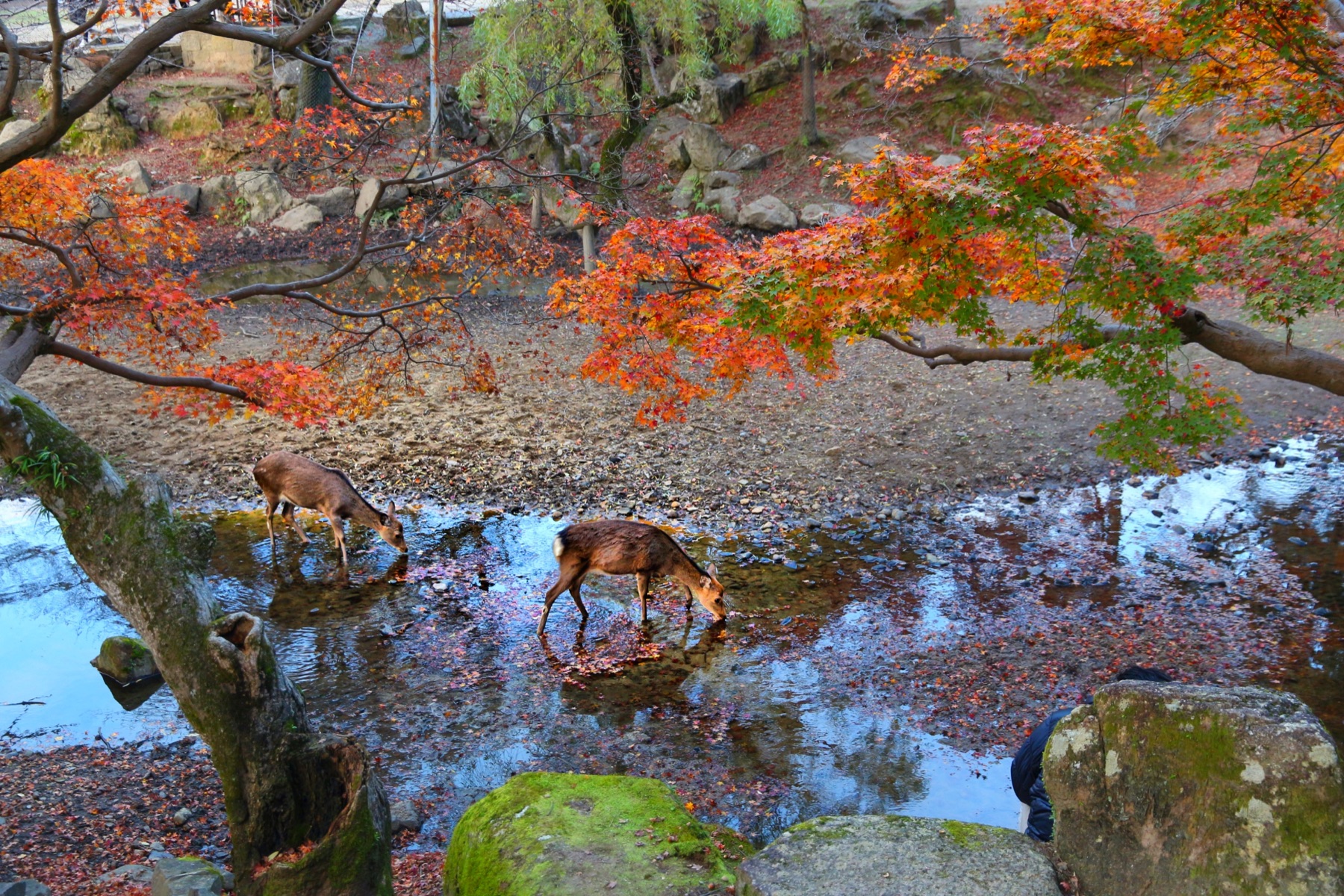 Deer resting beneath autumn leaves in Nara Park